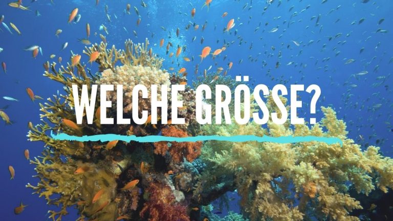 Meerwasseraquarium grösse mindestens