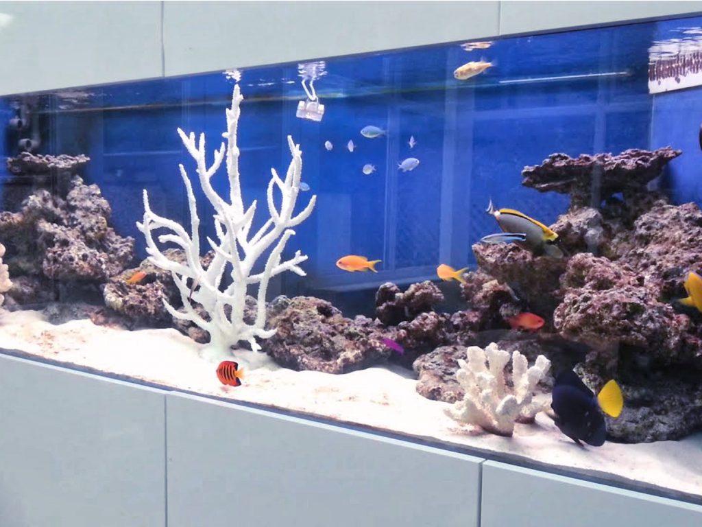 Fish Only Aquarium