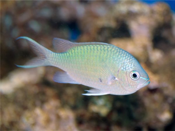 chromis viridis aussehen