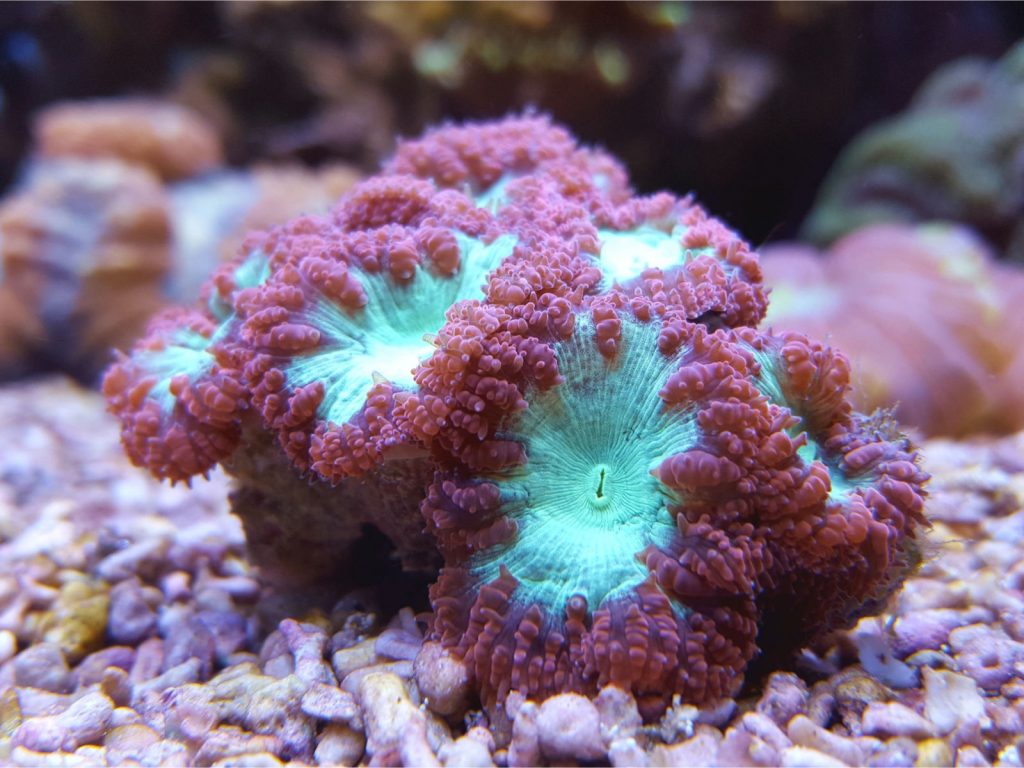 Blastomussa lps koralle