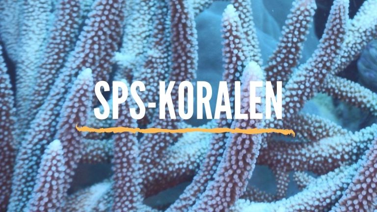 SPS Korallen für Anfänger