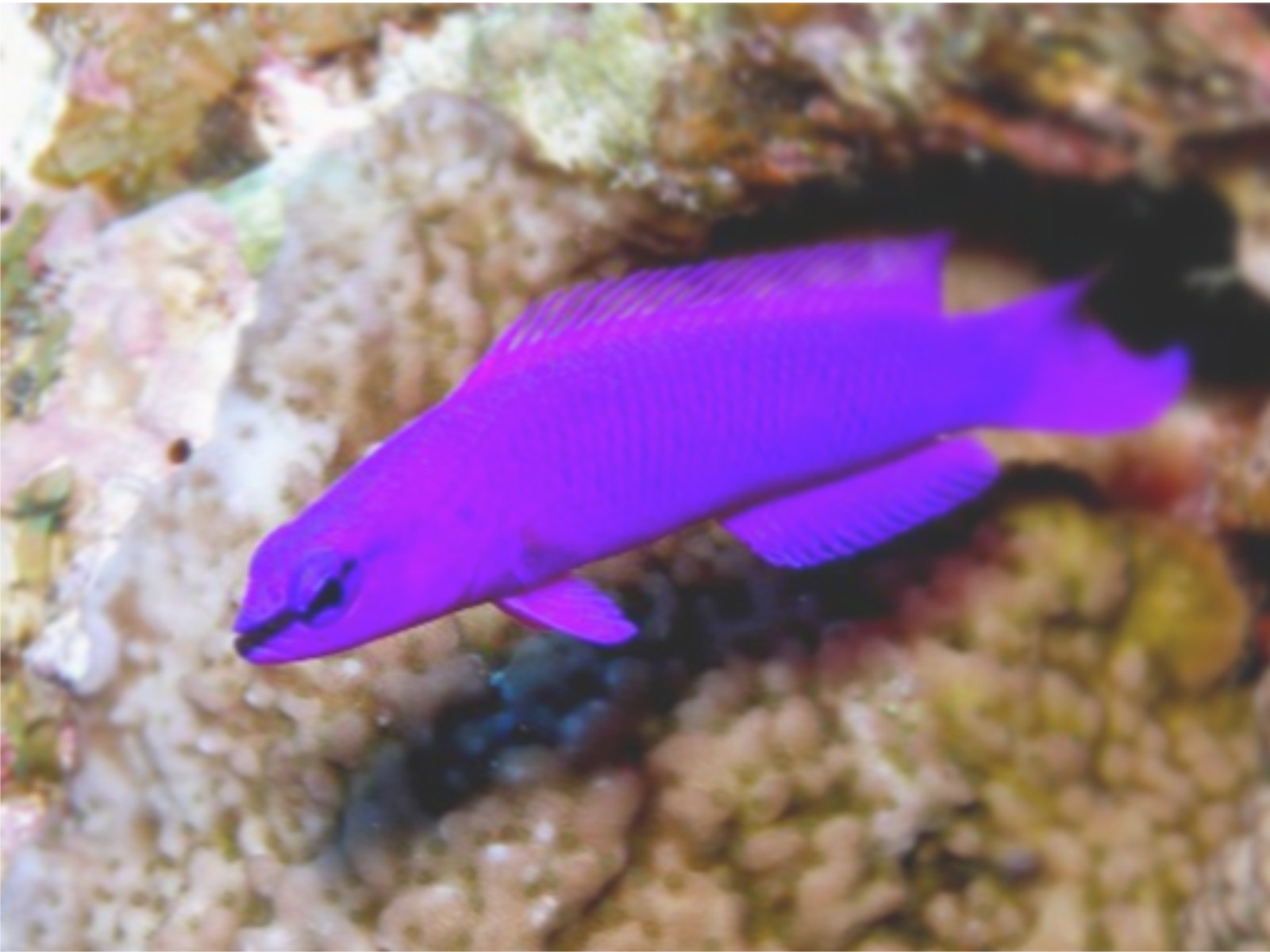 Salomon Zwergbarsch - pseudochromis fridmani