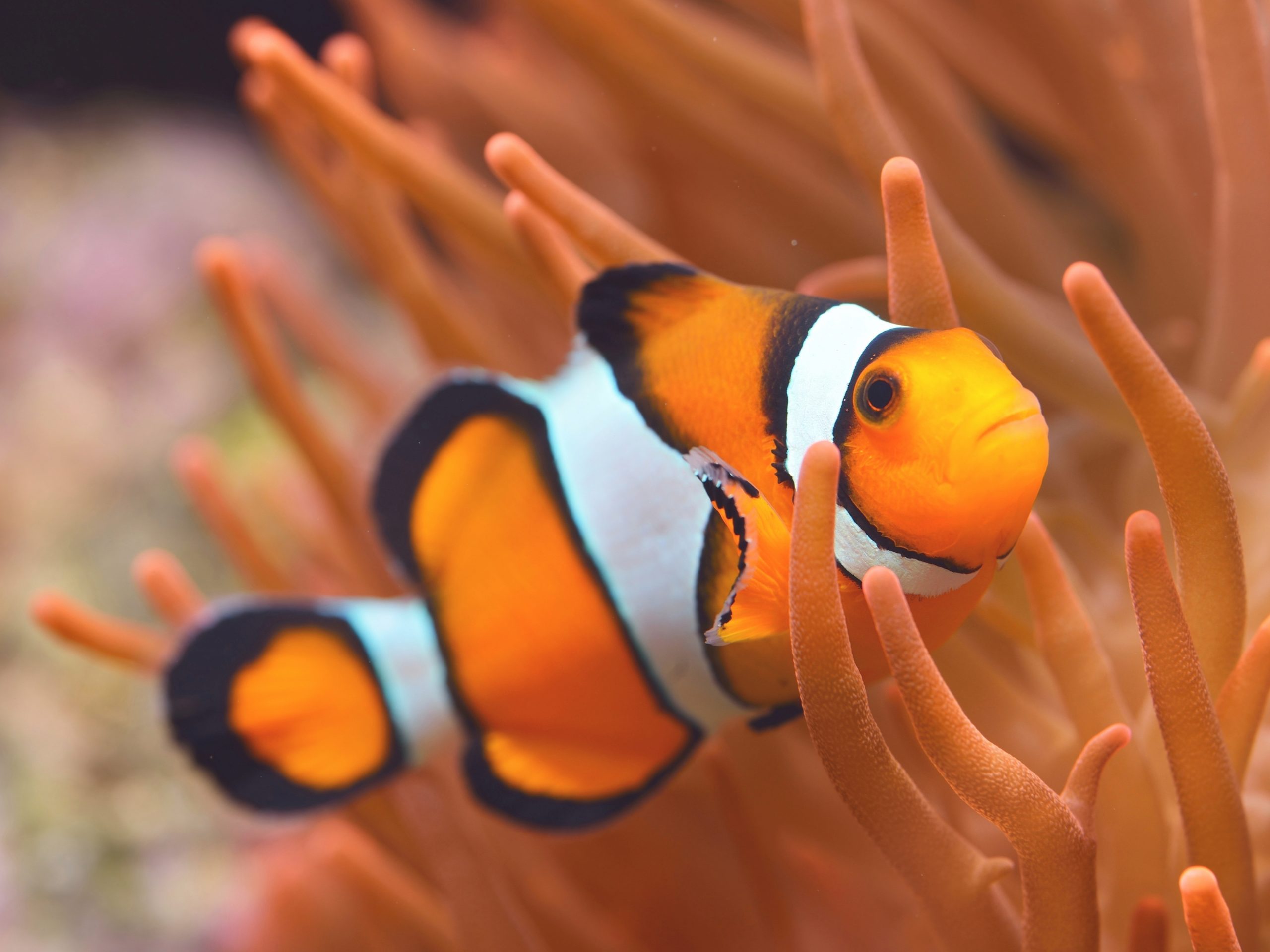 Amphiprion Percula - Echter Clownfisch