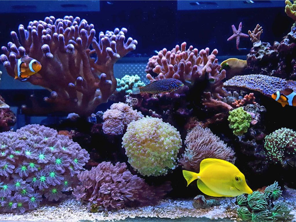 Gemischtes Riff Aquarium