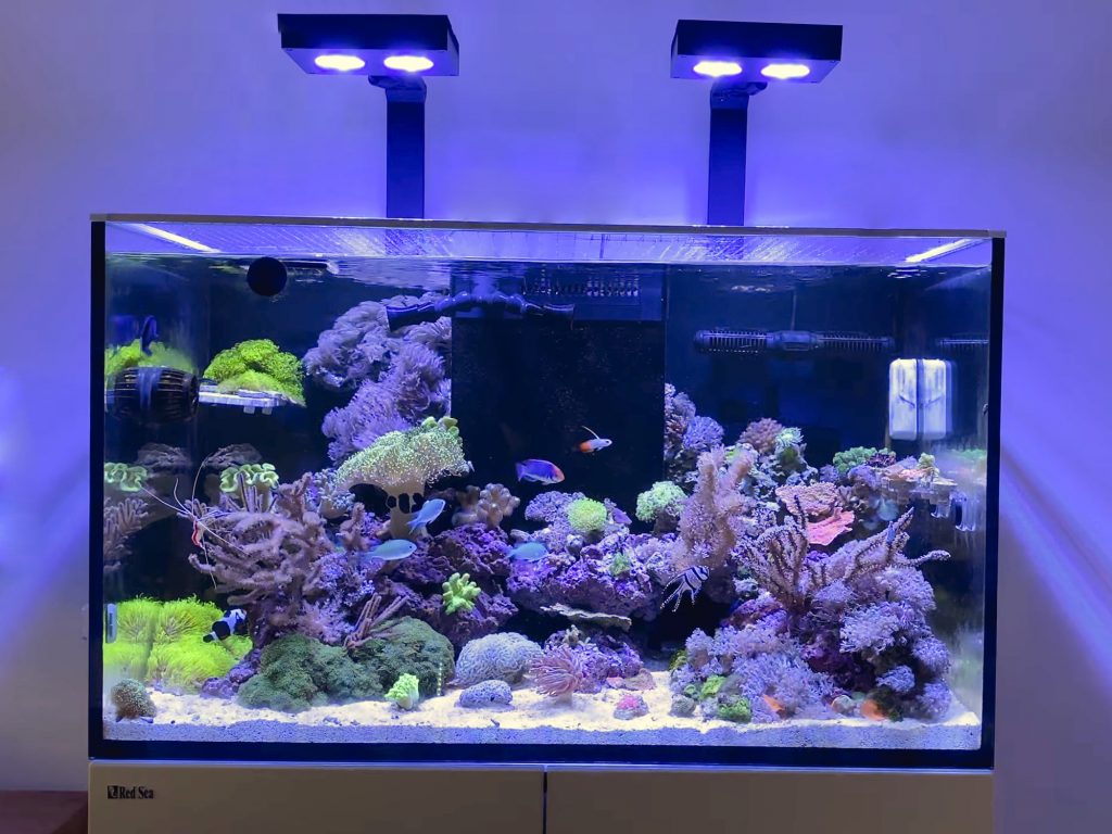 Meerwasser Aquarium 250 Liter
